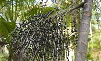 Ягоды асаи почему они популярны