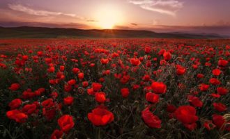 Мак великий или ужасный