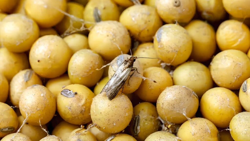 Моль на кухне, как предотвратить ее размножение