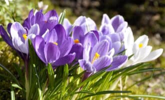 Когда высаживать крокусы